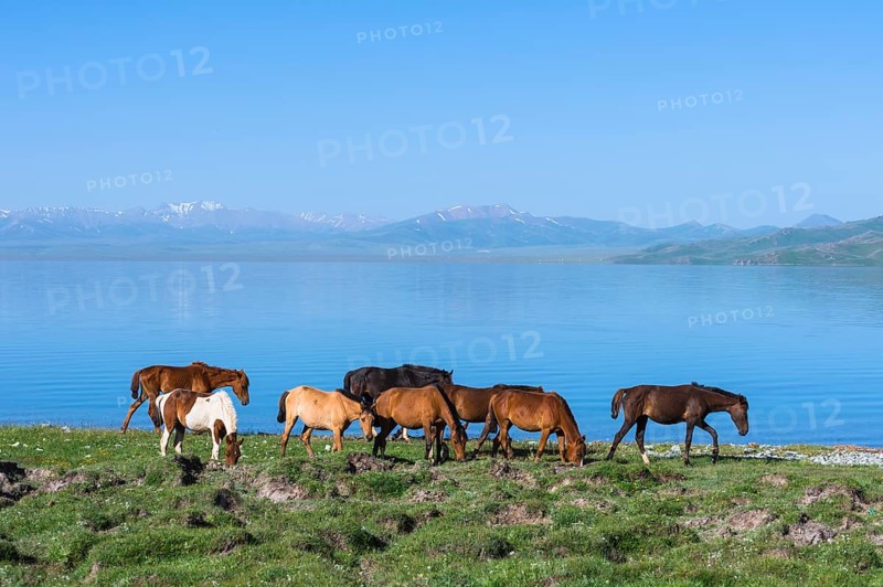 Horses walking along the lakeshore