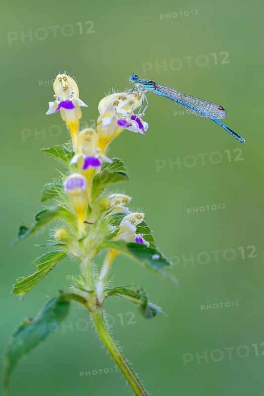 White-legged damselfly (Platycnemis pennipes)