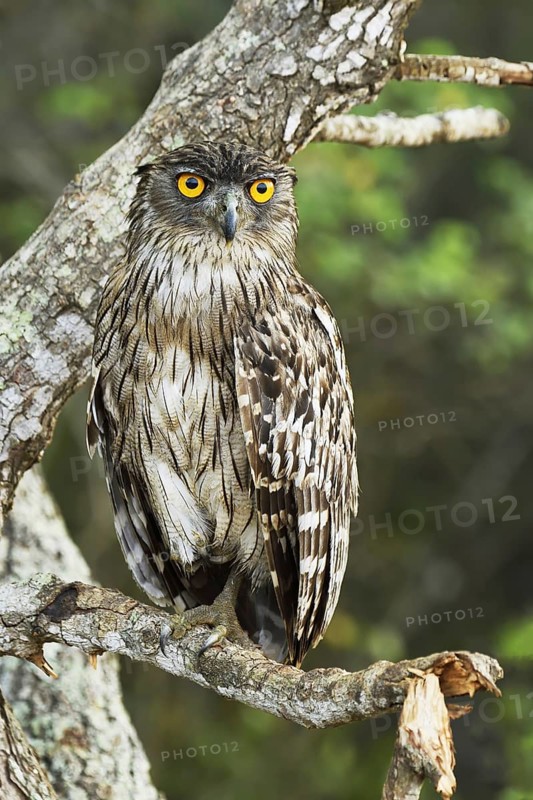 Brown Fish Owl (Bubo zeylonensis)