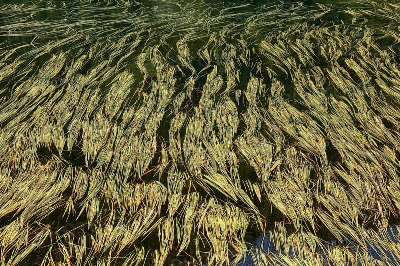 Grass in the mountain lake Laghetto dei Salei
