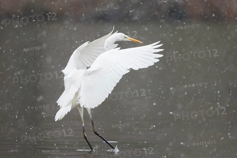 Great egret (Ardea alba) lands in water during snowfall