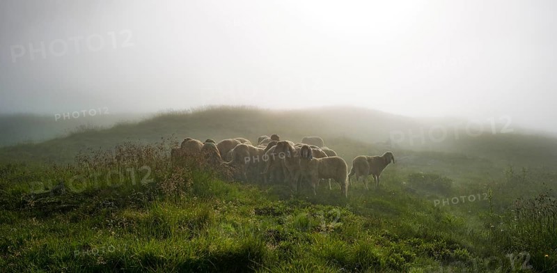 Flock of sheep on alpine meadow in the morning mist at Landawirseehutte