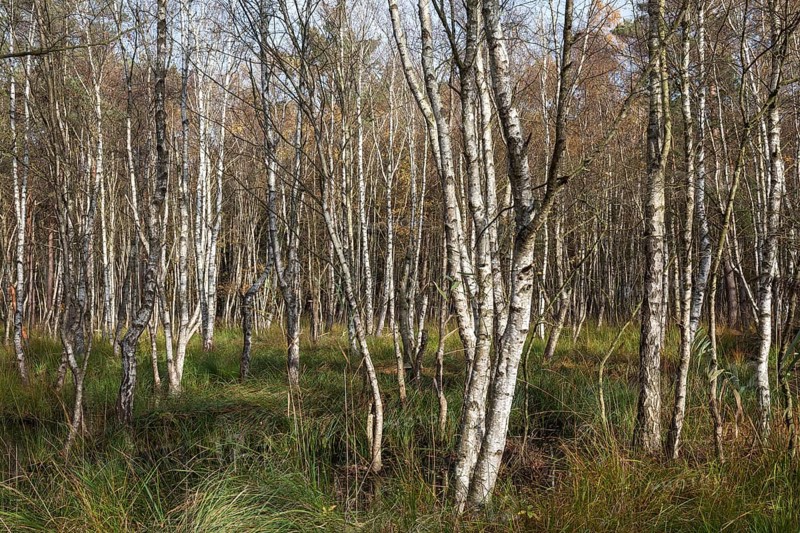 Moorlandscape in the Osterwald Forest with Downy birches (Betula pubescens)