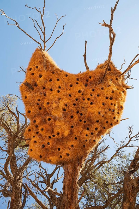 Communal nest of Sociable Weavers (Philetairus socius) with its numerous chambers