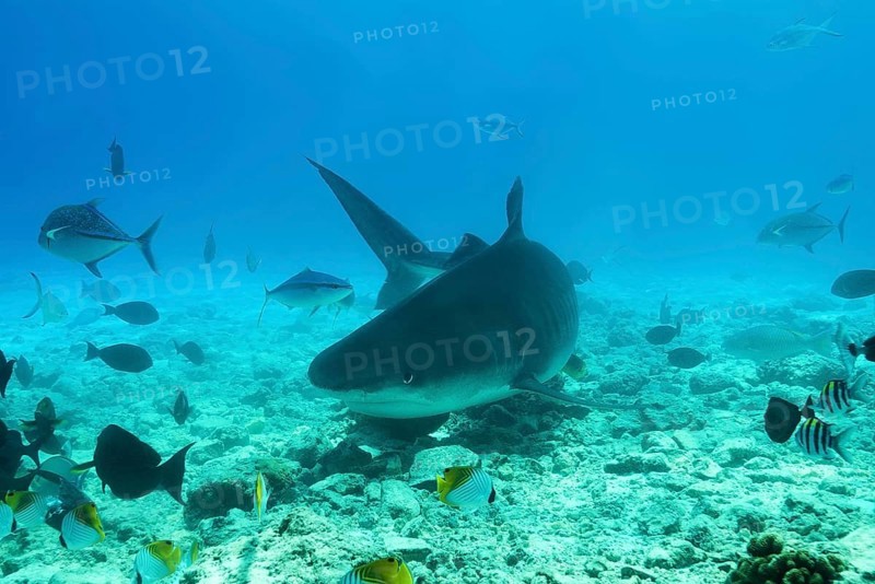 Tiger Shark (Galeocerdo cuvier) swim over coral reef