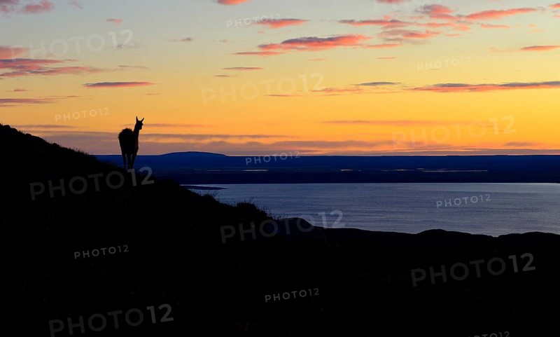 Guanaco (Lama guanicoe) at sunrise with red clouds at Laguna Amarga
