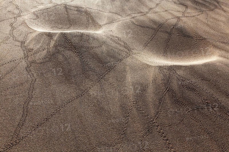 Animal tracks