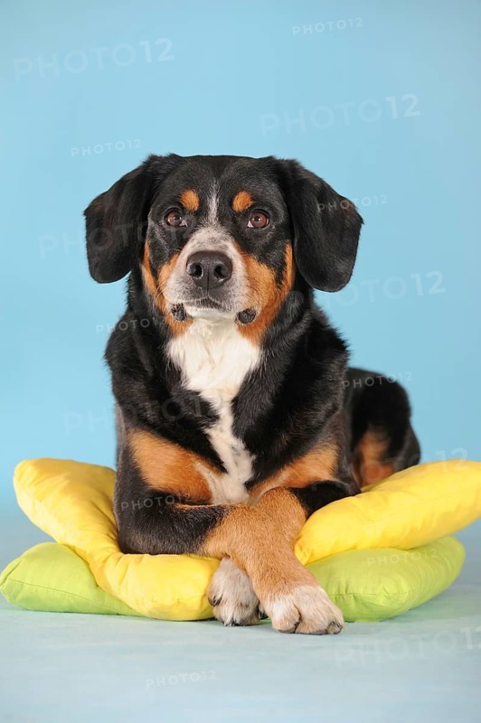 Entlebuch Mountain Dog