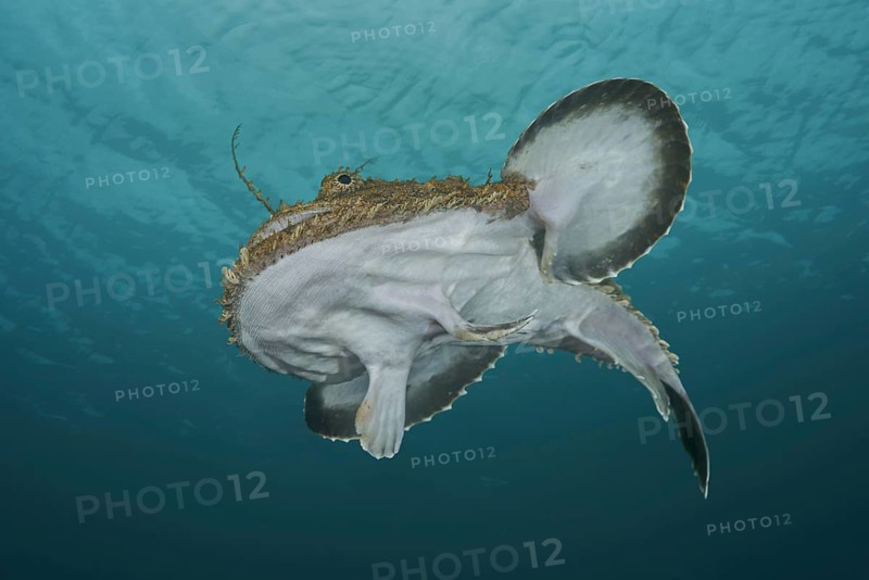 Frog-fish or Angler fish (Lophius piscatorius) under the surface of water