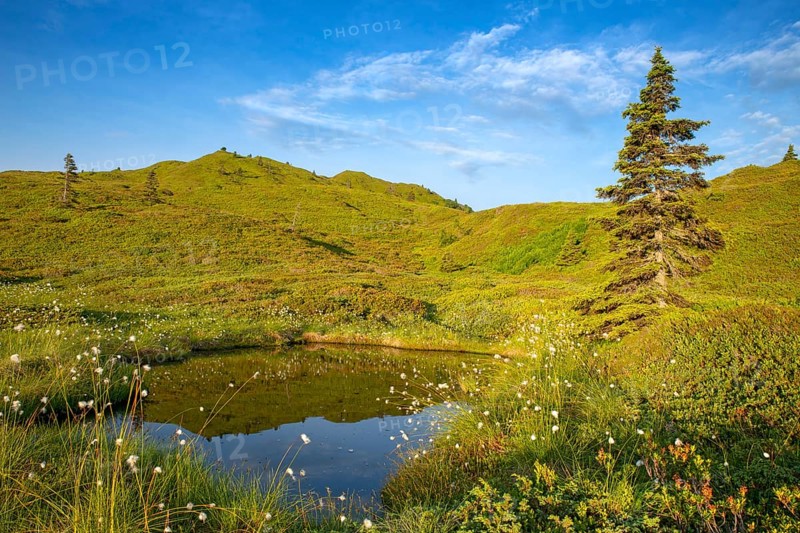 Pond with cotton grass at the Kleiner Gamsstein