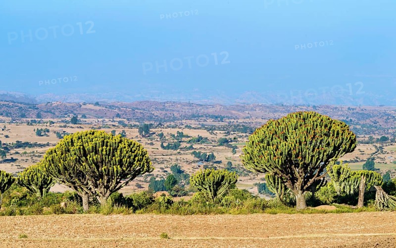 View over the Hawzien plain with yellow flowering candelabra trees in the foreground