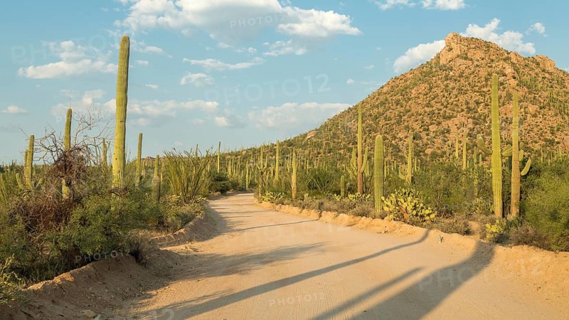 Road through countryside with Saguaro (Carnegiea gigantea)