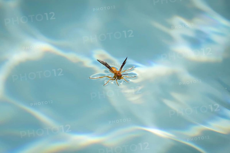 Red wasp (Polistes carolina) stands on water surface and drinks
