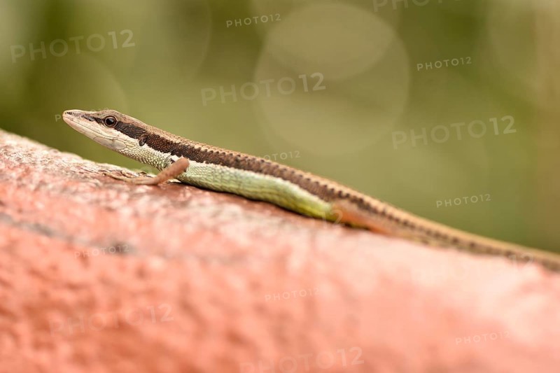 Adult speed lizard (Takydromus kuehnei vietnamensis)