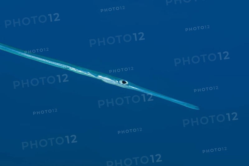 Portrait of Bluespotted Cornetfish (Fistularia commersonii) in the blue water background