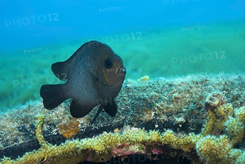 Grey Humbug (Dascyllus marginatus)