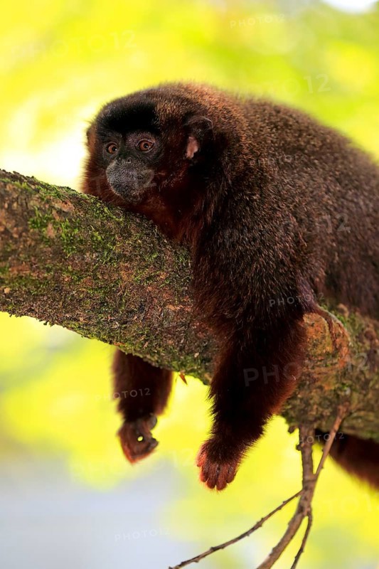 Coppery titi (Plecturocebus cupreus)