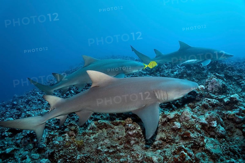 Three Sicklefin lemon shark (Negaprion acutidens) with Golden Trevally (Gnathanodon speciosus)