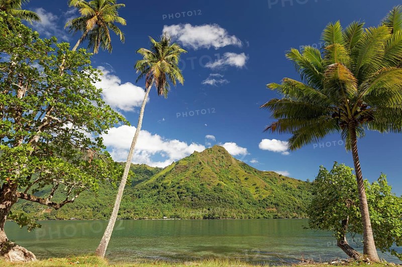 Palm trees at the edge of the shore road