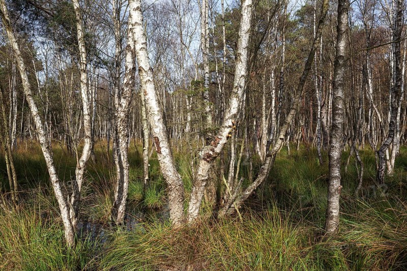 Moorlandscape in the Osterwald Forest with Downy birches (Betula pubescens)