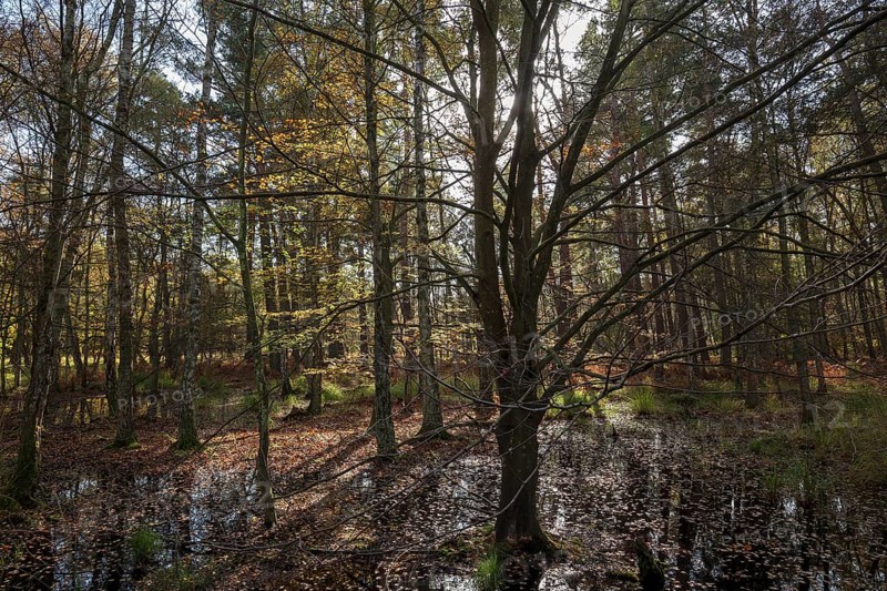 Moorland landscape with autumnal trees in the Osterwald