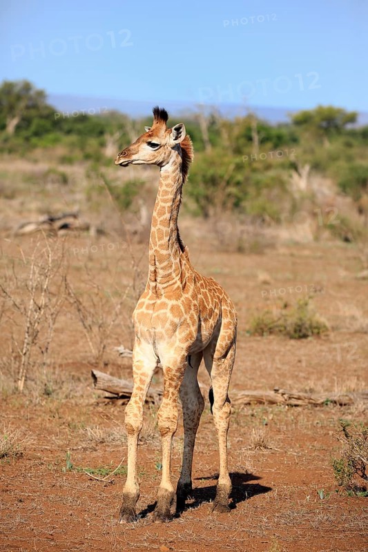 Southern giraffe (Giraffa camelopardalis giraffa)
