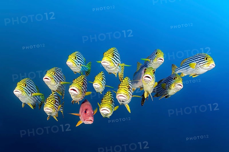 Mixed Swarm Oriental Sweetlips (Plectorhinchus vittatus) and two-spot red snapper (Lutjanus bohar)
