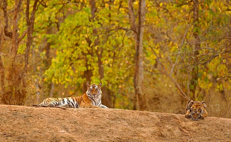 Bengal tiger (Panthera tigris tigris)