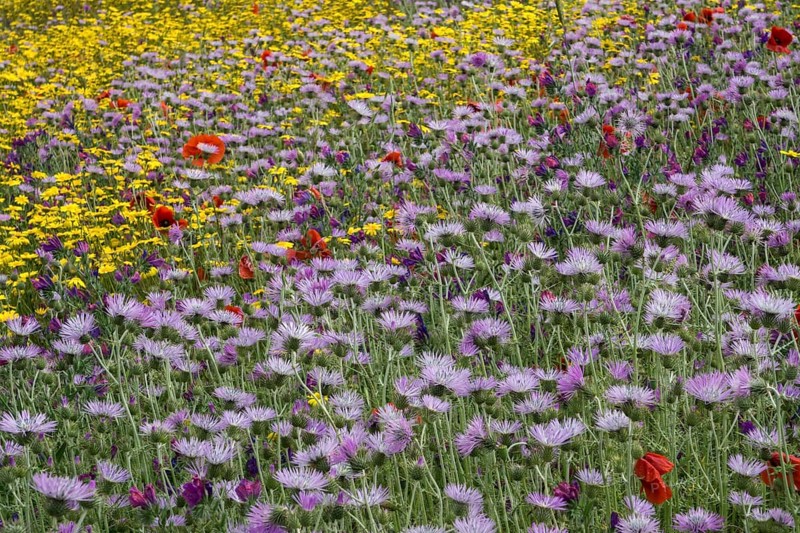 Blooming flower meadow with Purple Milk Thistles (Galactites tomentosus) and Arnica (Arnica montana)