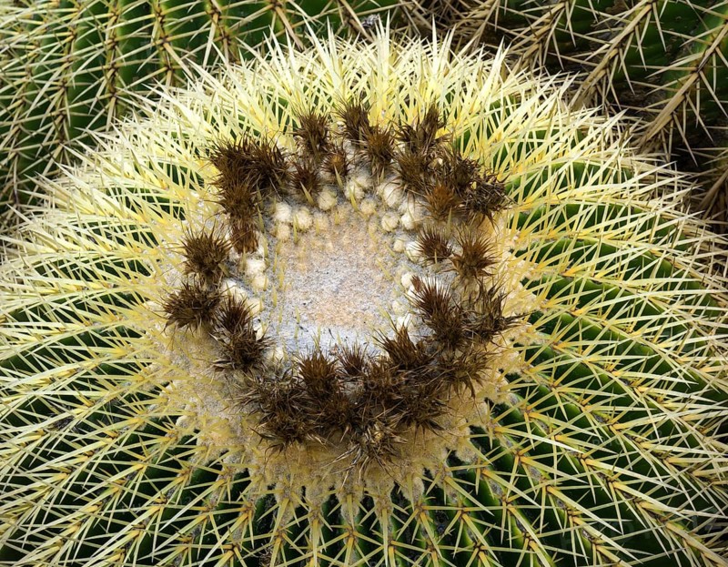Golden barrel cactus (Echinocactus grusonii) from above