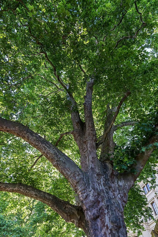 Maple-leaved plane tree (Platanus x hispanica)