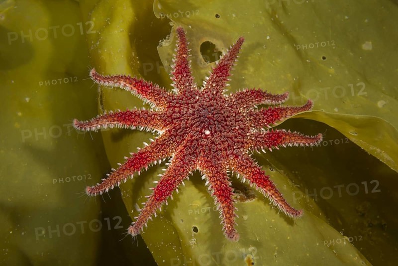 Common Sunstar (Crossaster papposus) on laminaria (Laminaria)