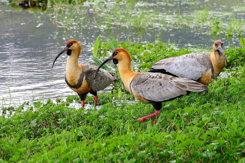 Three Buff-necked ibisses (Theristicus caudatus) on the shore