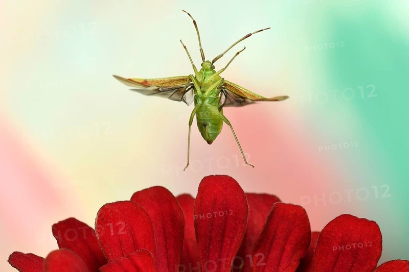 Pantilius tunicatus (Pantilius tunicatus) flies over a zinnia (Zinia elegans)