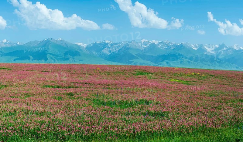 Wildflowers field in front of Tien Shan Mountain Range