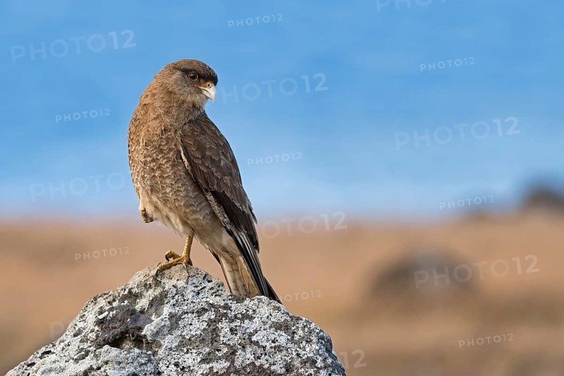 Chimango caracara (Phalcoboenus chimango) sits on rock
