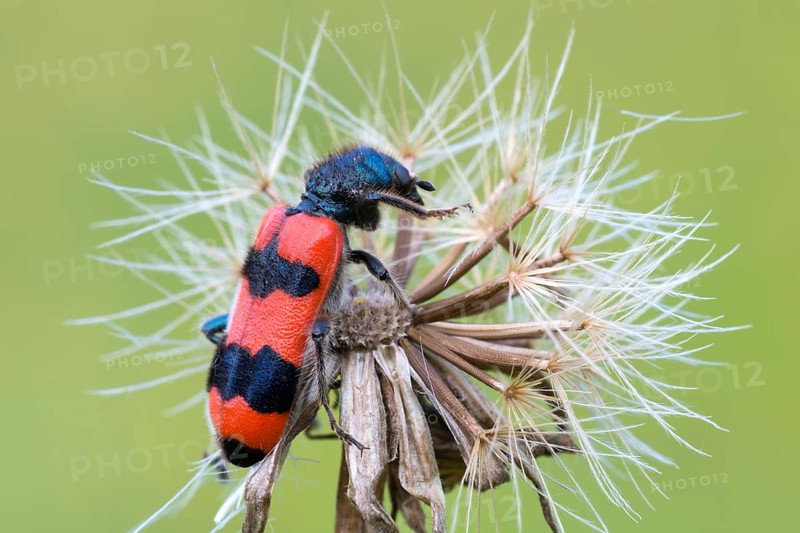 Bee beetle (Trichodes apiarius)