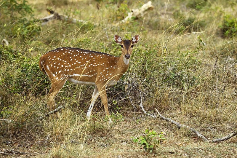 Chital (Axis axis)
