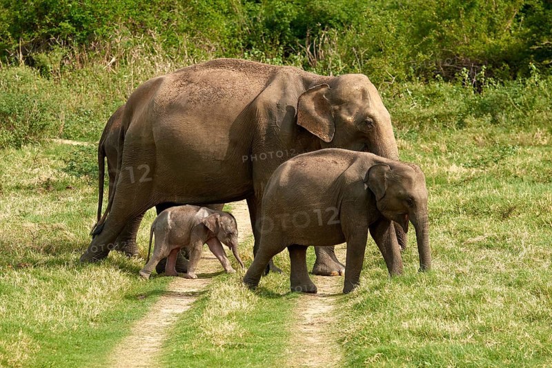 Group Sri Lankan elephants (Elephas maximus maximus) with young animal crossing a trail