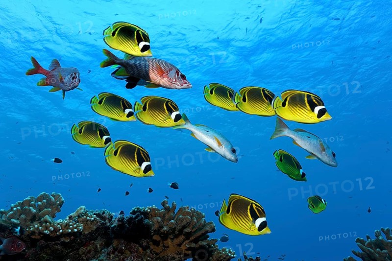 Swarm Raccoon butterflyfish (Chaetodon lunula)