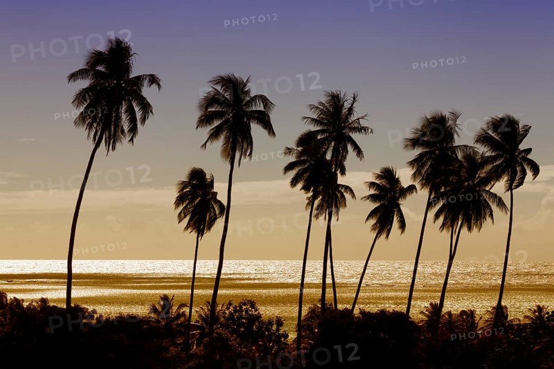 High palm trees (Cocos nicifera) in front of the golden sea in the sunset
