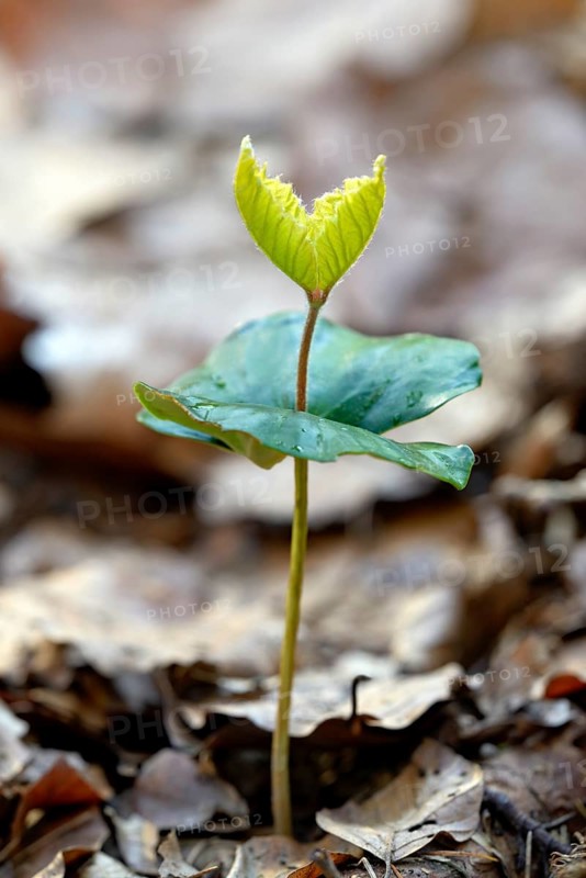 Common beech (Fagus sylvatica)
