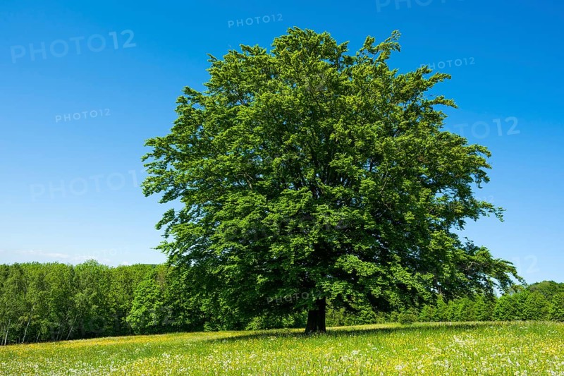 Common beech (Fagus sylvatica) stands in blossoming meadow