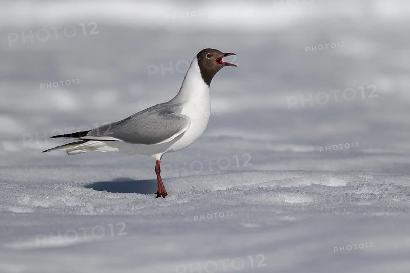 Mediterranean gull (Ichthyaetus melanocephalus)