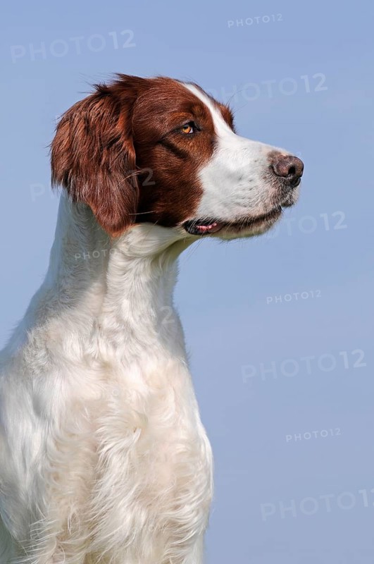Irish Red and White Setter