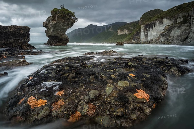Starfishes on rocky coast