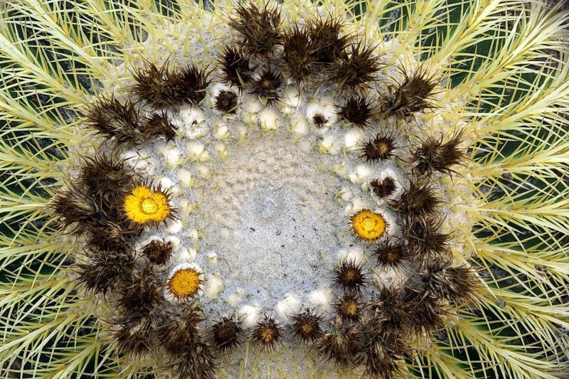 Golden barrel cactus (Echinocactus grusonii) with yellow flowers from above