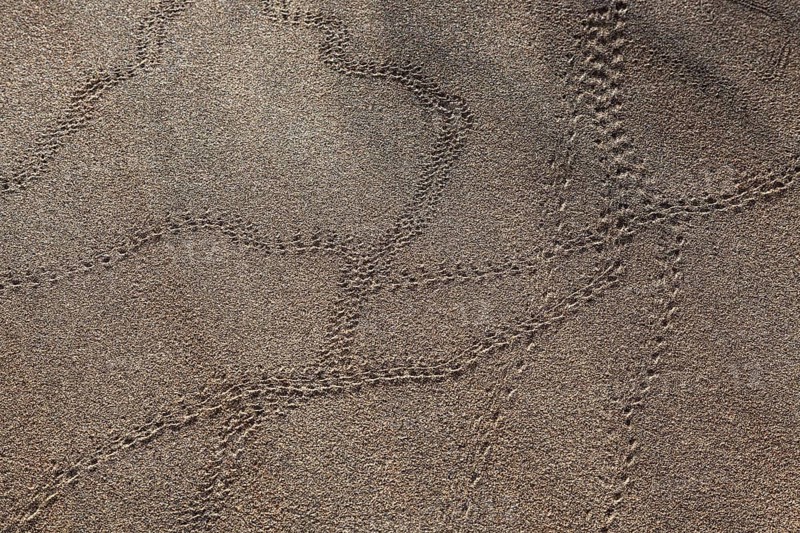 Animal tracks