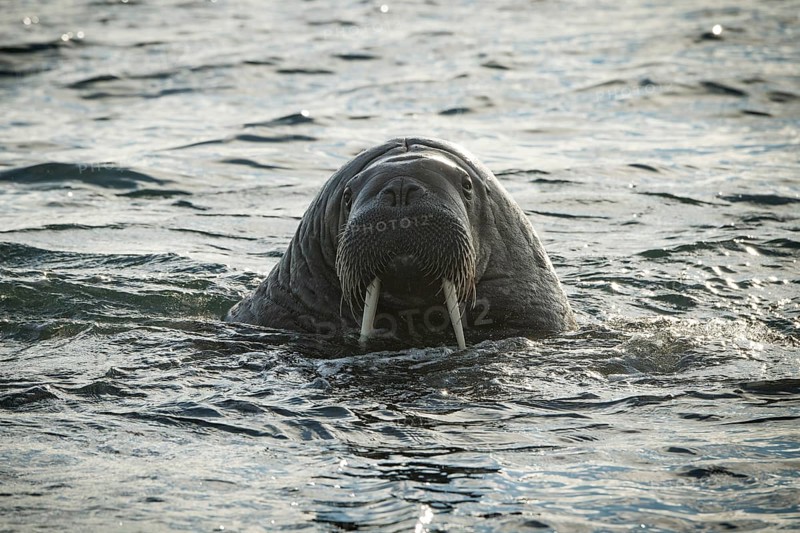 Walrus (Odobenus rosmarus)
