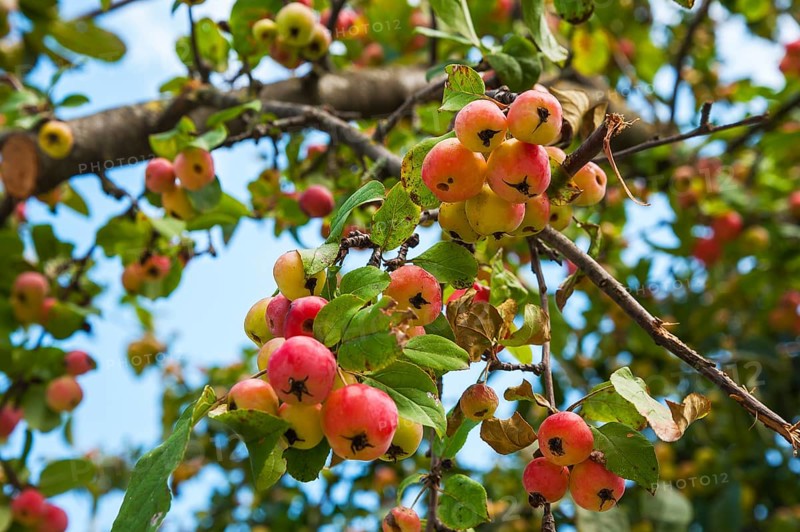 European Wild Pear (Pyrus pyraster) on tree